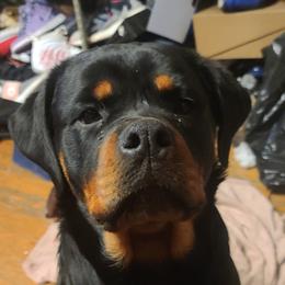 Reno - Rottweiler