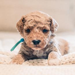 Bugs - Red  male Goldendoodle puppy in Lima, Ohio from Hommel’s Mini Darling Doodles