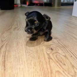Italy - Black and tan female Yorkshire Terrier puppy in Lynwood, Illinois from SaintNicksWay