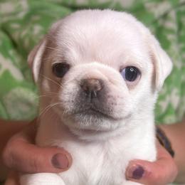 Elaine (pending) - Cream female Pug puppy in Morgantown, West Virginia from Groovy Pugs