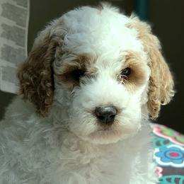 Goldendoodles from Wild Rose Tiny Poodles & Doodles