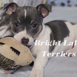 Lazarus - White and blue Teddy Roosevelt Terrier puppy in Milaca, Minnesota from Bright Lake Terriers