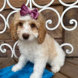 Bikini - Apricot female Cavapoo puppy in Central, Arizona from Desert Valley Doodles