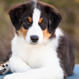 Nova - Black tri female Miniature American Shepherd puppy in Tonopah, Arizona from King's Miniature American Shepherds