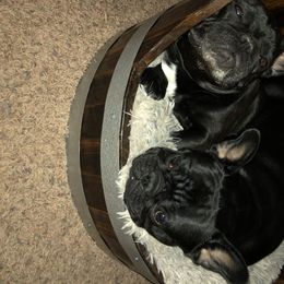 French Bulldog All Grown Up from Amscot French Bulldogs