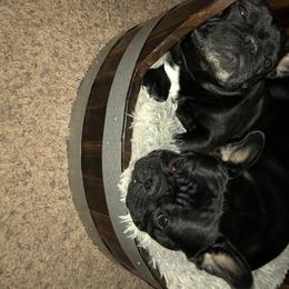 French Bulldog All Grown Up from Amscot French Bulldogs