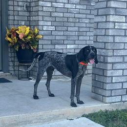 Bluetick Coonhound All Grown Up from RE Hounds