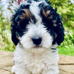 Cavapoo puppies from Golden Vista Dogs LLC