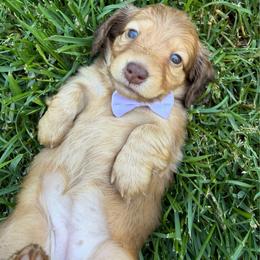 Twister - Red female Dachshund puppy in Michigan from Hidden Haven Dachshunds