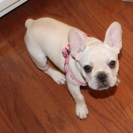 French Bulldog Puppies from Frenchie Farm Abode