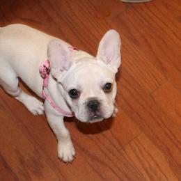 French Bulldog Puppies from Frenchie Farm Abode