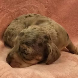 Chocolate and tan dapple smooth girl - Dapple female Dachshund puppy in Lyle, Washington from Wines Wienery