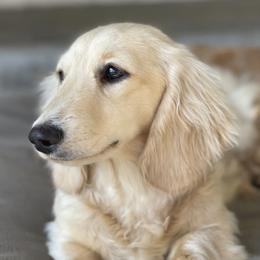 Theta - Dachshund