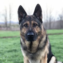 Bruno - German Shepherd