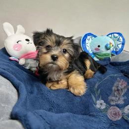 Handsome Black and Tan Male - Black and tan male Yorkshire Terrier puppy in Benson, Arizona from Happy Tails Yorkies