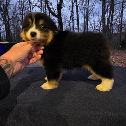 Boy 1 - Black tri male Miniature American Shepherd puppy in Bowling Green, Kentucky from Flawlessly Kennel