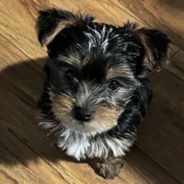 Yorkshire Terrier Puppies from Rumbaugh’s Yorkies
