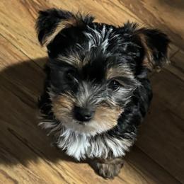 Yorkshire Terrier Puppies from Rumbaugh’s Yorkies