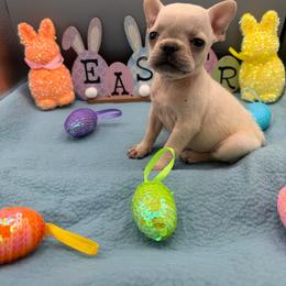 Claudia - Cream female French Bulldog puppy in Largo, Florida from Infinity Frenchies