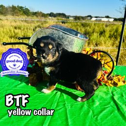 BTF yellow collar - Black tri-color female Australian Shepherd puppy in Greenville, Texas from Amandas Aussies