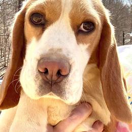 Merah - Red and white female Beagle puppy in Viper, Kentucky from Mountain Top