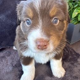 Girl 1 - Red tri female Miniature Australian Shepherd puppy in Artesia, New Mexico from Rocking Aussies
