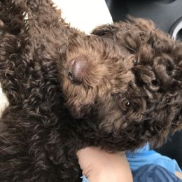 Australian Labradoodle Puppies from Chickadee Labradoodles