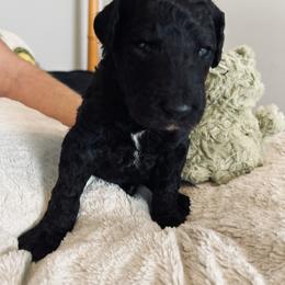 Orange boy, Sammy - Black male Poodle puppy in Gainesville, Georgia from Rose’s Goldendoodles & Standard Poodles