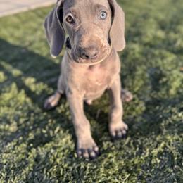 Timber - Blue male Weimaraner puppy in Riverside, Utah from Blue Phantom Kennels