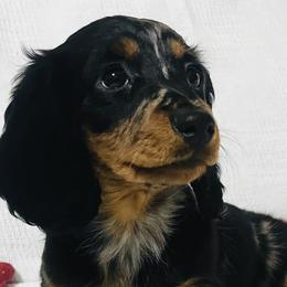 Dachshunds from Ruff n’ Tumble