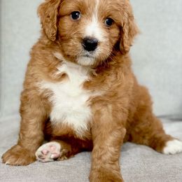 Assorted Doodle Crosses Puppies from Barking Blessings