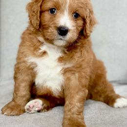 Assorted Doodle Crosses Puppies from Barking Blessings