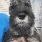Boy 2 Orange Collar - Pepper and salt Standard Schnauzer puppy in Florida from Quintessential Standard Schnauzers