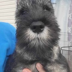 Boy 2 Orange Collar - Pepper and salt Standard Schnauzer puppy in Florida from Quintessential Standard Schnauzers