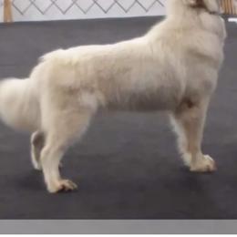 Melania - Alaskan Malamute