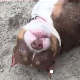 Vida - French Bulldog