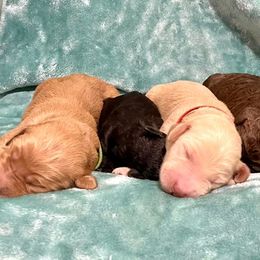 Goldendoodle and Poodle Puppies from SnickerDoodlePups