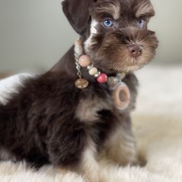 Miniature Schnauzer Puppies from The BrickHouse Miniature Schnauzers