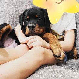 Rottweiler Puppies from Hardy Rotties