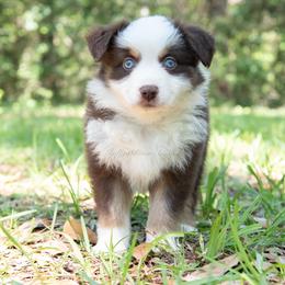 Bailee - Red tri female Miniature Australian Shepherd puppy in Lacombe, Louisiana from Indigo River Aussies