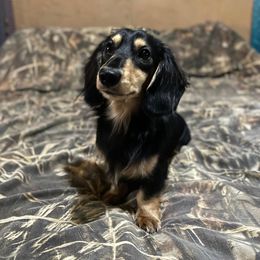 Goose - Dachshund