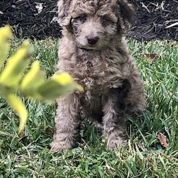 Aussiedoodle and Bernedoodle Puppies from LolliPop Farms