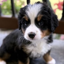 Coco - Tri-color female Bernese Mountain Dog puppy in Gardner, Kansas from Faith and Family Farm