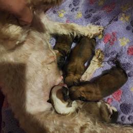 Girl 2 - Fawn female Havanese puppy in Bourbon, Missouri from D & D Rockin Rotts