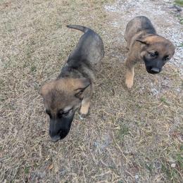 Odom's Sweet Nothings - Sable female German Shepherd puppy in Springtown, Texas from Odom's German Shepherds