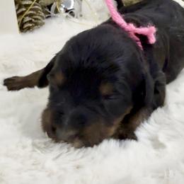 Nut Tossie - Phantom female Bernedoodle puppy in Hegins, Pennsylvania from Bubbling Springs Doodles, LLC