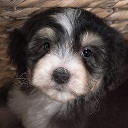 Bernedoodle and Aussiedoodle Puppies from Lillybee