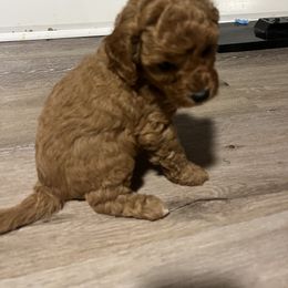 Poodle Puppies from Pepper Potts Puppies