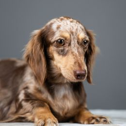 Lottie - Dachshund