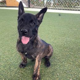 Boy 4 - Black brindle male Dutch Shepherd puppy in San Diego, California from TecK9s